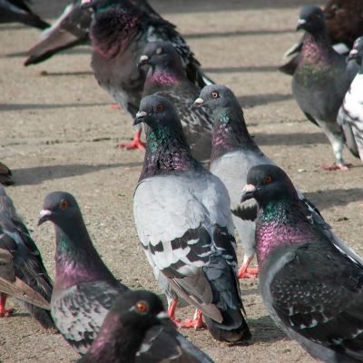 Controle de Aves